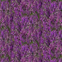 ttFLEUR-CD4397 PURPLE